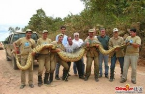 Gigantiškos gyvatės