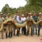 Gigantiškos gyvatės