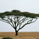 Madagaskaro medis- žudikas