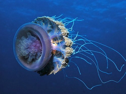 Didžiausia medūza pasaulyje
