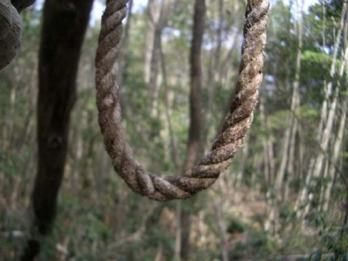 Aokigahara- savižudžių miškas