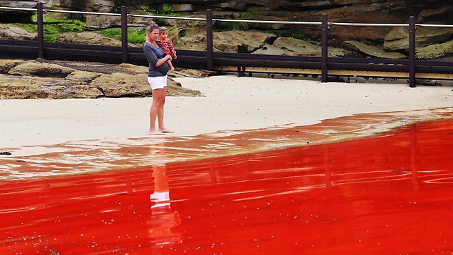 Sidnėjaus paplūdimiai nusidažė raudona spalva