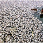 Po NSO sudužimo Okinavoje į krantą išplauta 15t negyvų žuvų