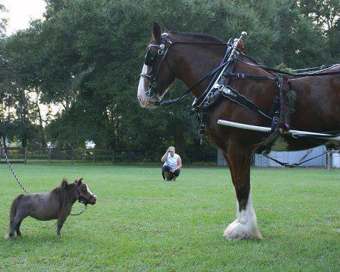 maziausias arklys pasaulyje