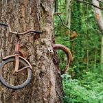 Medis „prarijęs“ dviratį