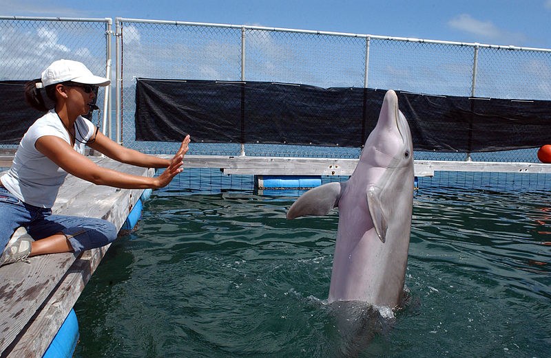 Delfinai – žmonių atmaina
