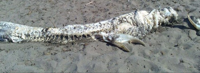 Ispanijos paplūdimyje rastas paslaptingas pūvantis būtybės kūnas