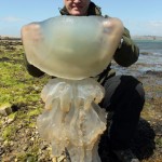 D. Britanijos pakrantėje – gigantiškų medūzų invazija