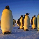 Atrastos didžiausio pingvino fosilijos